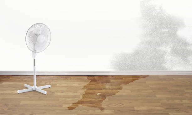 Best Professional water damage repair  in Sacred Heart University, CT
