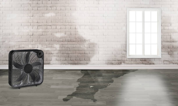 Best Basement water damage restoration  in Sacred Heart University, CT